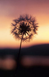 dandelion head
